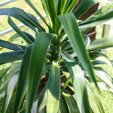 Hill 1 דירה גולובאץ