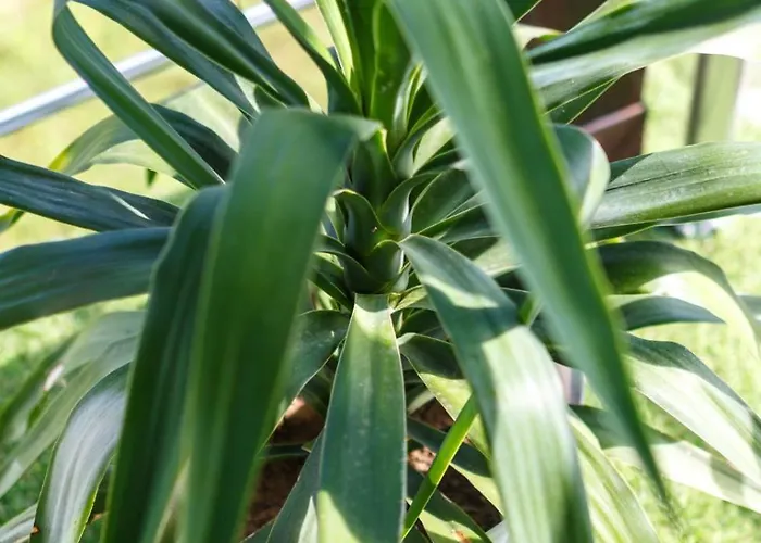 Hill 1 Appartement Golubac